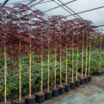  Albízia čokoládová (Albizia Julibrissin) ´SUMMER CHOCOLATE´® - výška 300-350 cm, obvod kmeňa 4/6 cm, kont. C12L - NA KMIENKU 